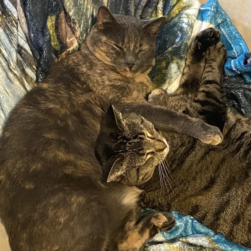 A senior small-sized female Tortoiseshell American Shorthair cat named Maebelle for adoption in Rochester, MN