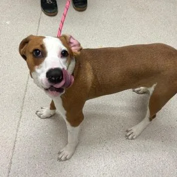 A young medium-sized male Brown / Chocolate Mixed Breed dog named Todd for adoption in Murray, UT
