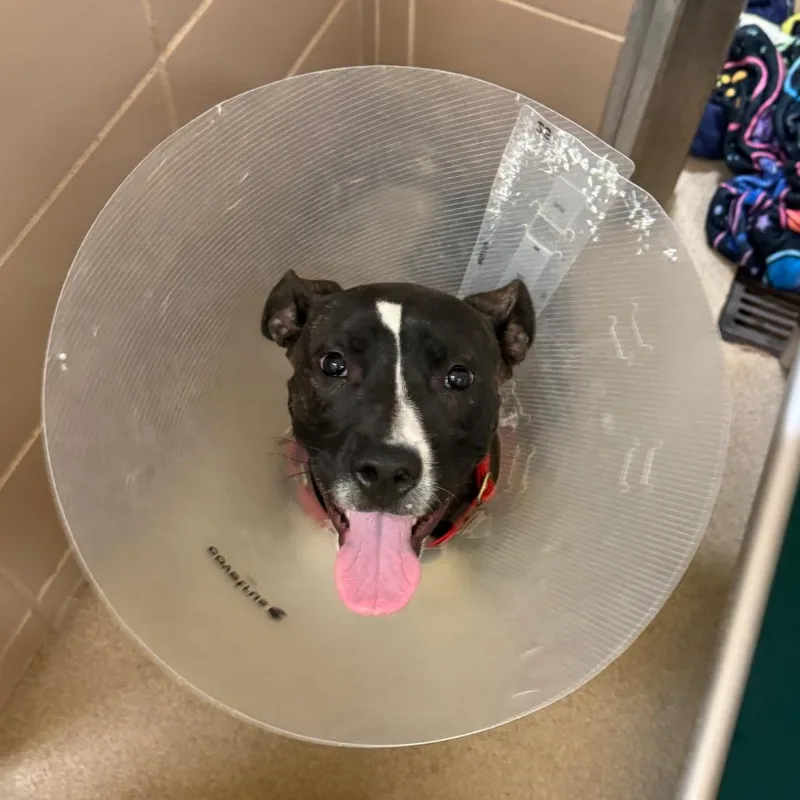 A young medium-sized female Black Mixed Breed dog named Firefly for adoption in Waukesha, WI