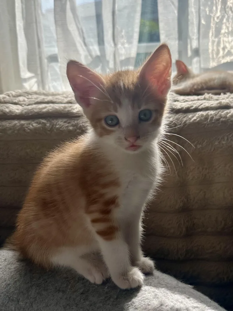 A baby medium-sized male Tabby (Orange / Red) Tabby cat named Johnny for adoption in Monrovia , CA