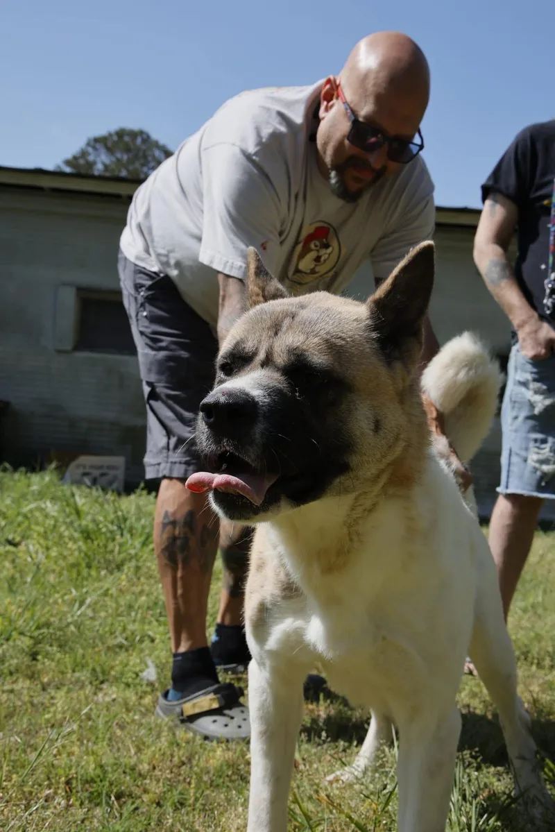 An adult large-sized female Akita dog named Akema for adoption in Toms River, NJ