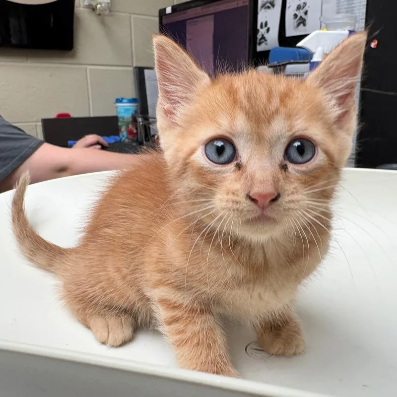 A baby small-sized female Orange / Red Domestic Short Hair cat named Tropicana for adoption in Columbus, GA