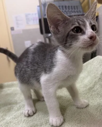 A baby small-sized female Domestic Short Hair cat named Anna for adoption in Honolulu, HI