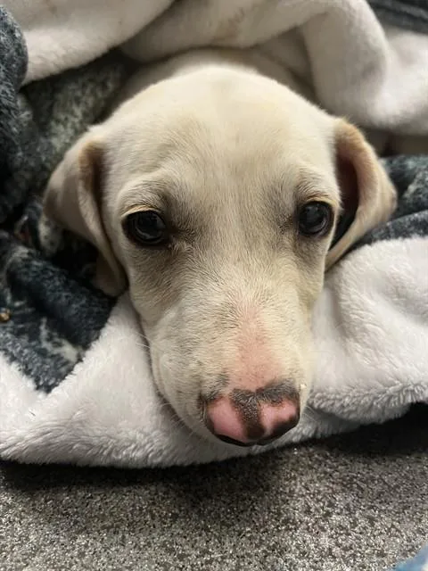 A baby small-sized male Labrador Retriever dog named Everett for adoption in Corpus Christi, TX