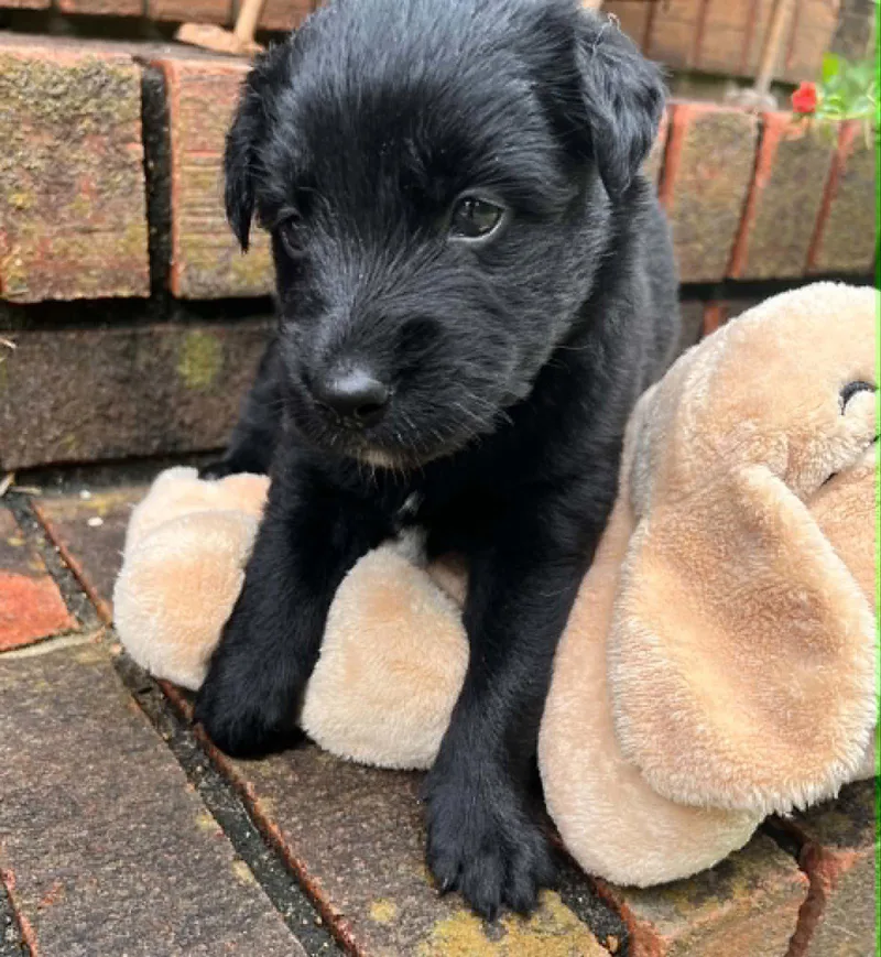 A baby small-sized male Terrier dog named Romeo for adoption in Royal Palm Beach, FL
