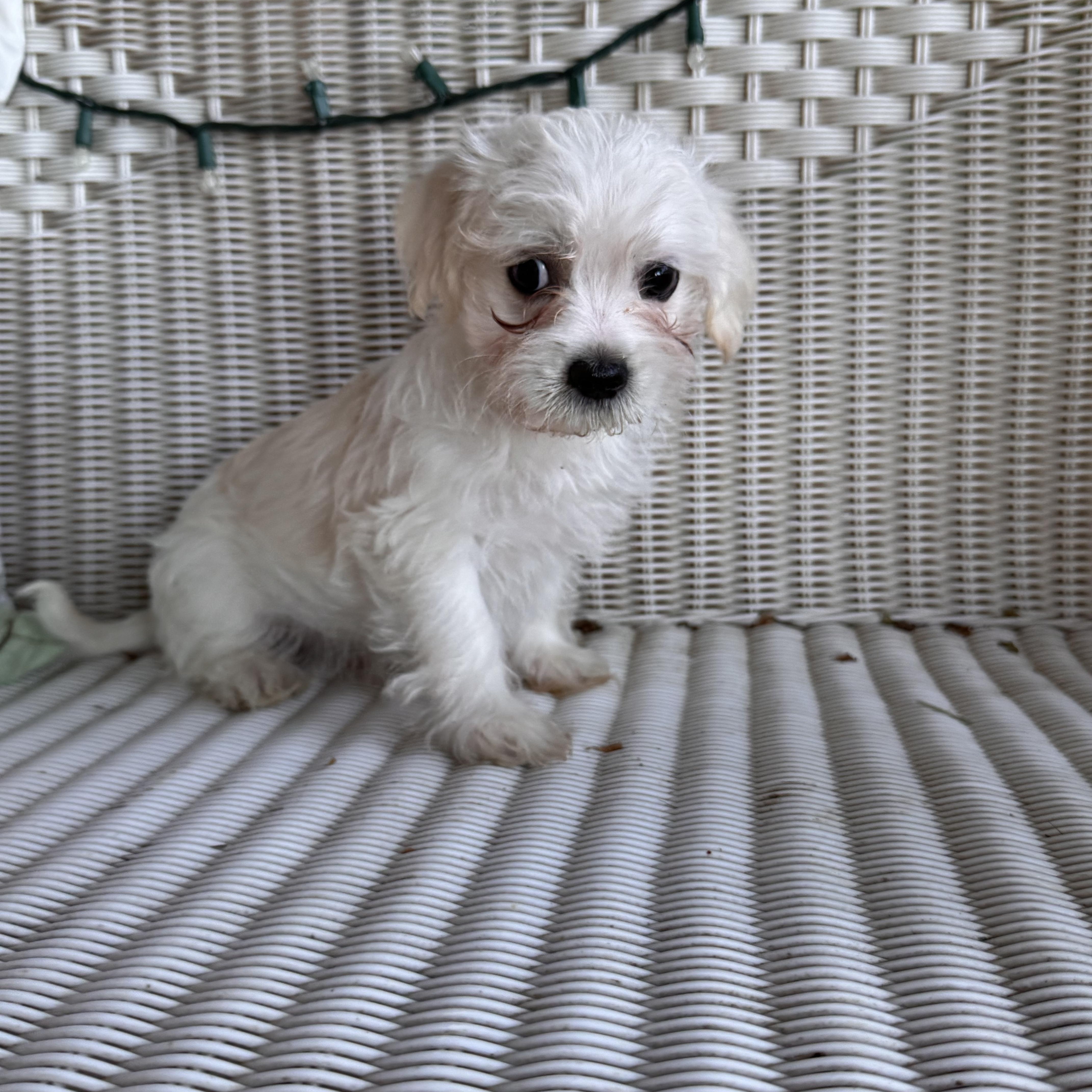 A baby small-sized male White / Cream Schnauzer dog named Macchiato for adoption in Sequatchie, TN