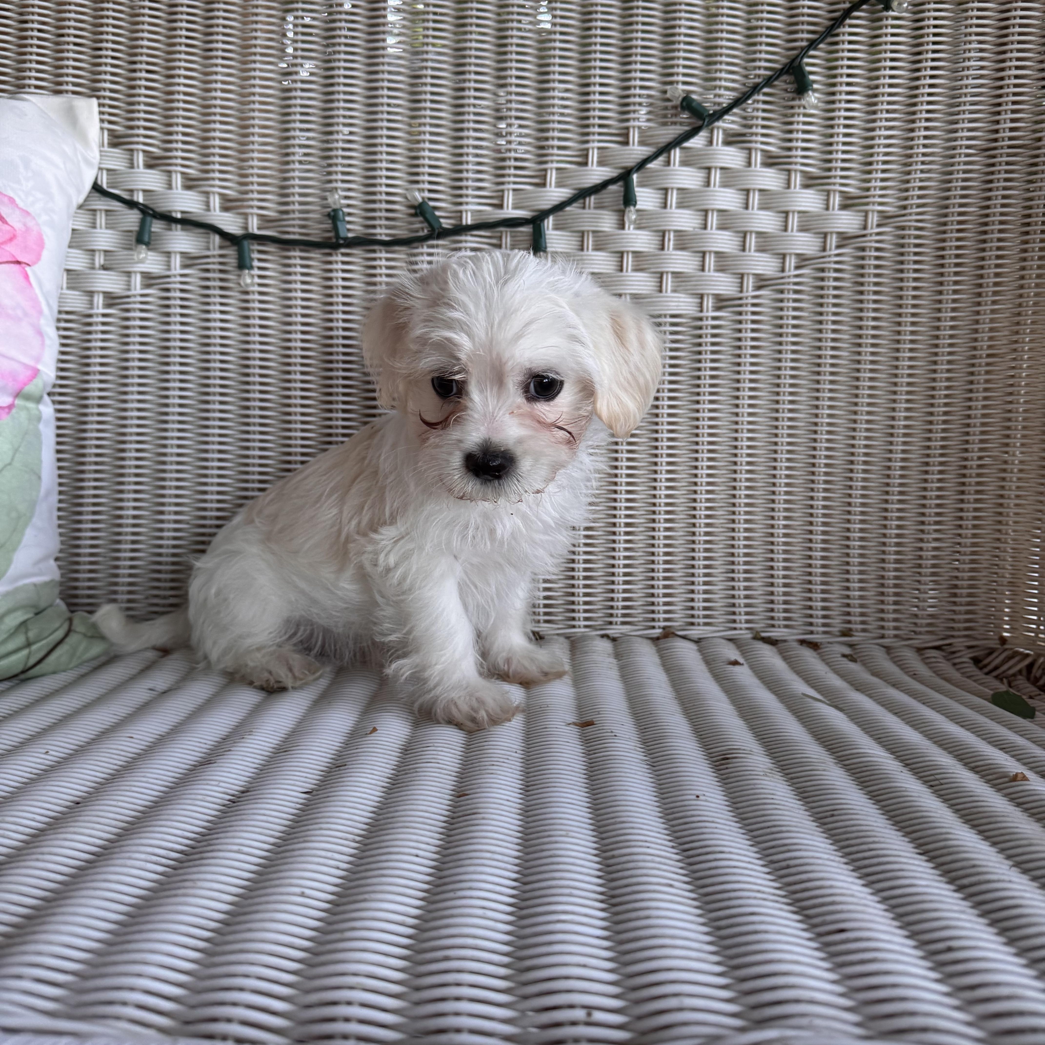 Macchiato thumbnail 2