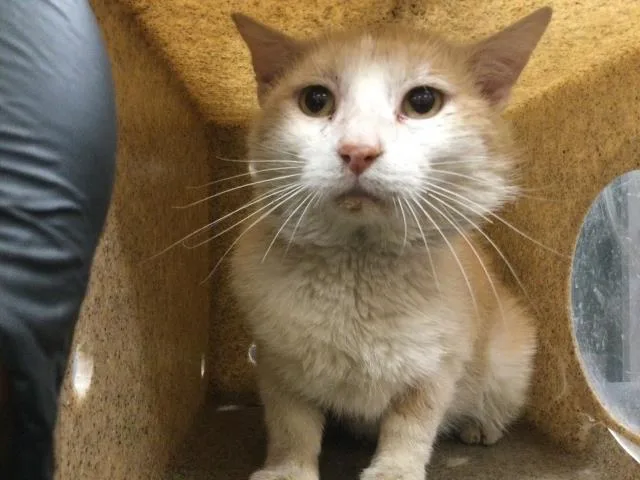 An adult large-sized male Domestic Short Hair cat named Henry for adoption in Thousand Palms, CA