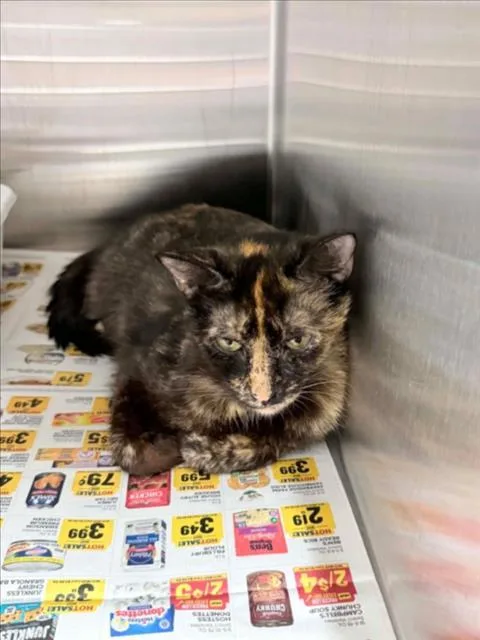A young medium-sized female Domestic Short Hair cat named Ann for adoption in Chapel Hill, NC