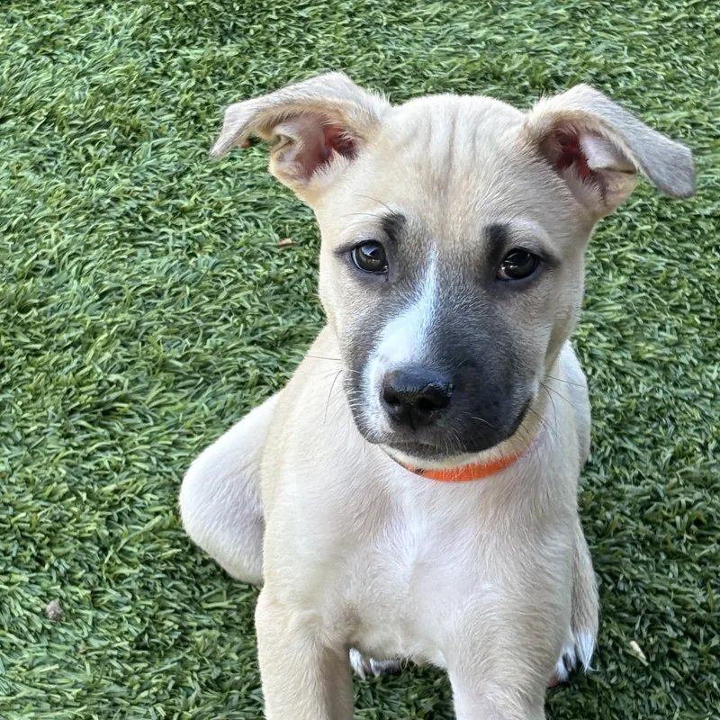 A baby medium-sized female Labrador Retriever dog named Audrey for adoption in San Antonio, TX
