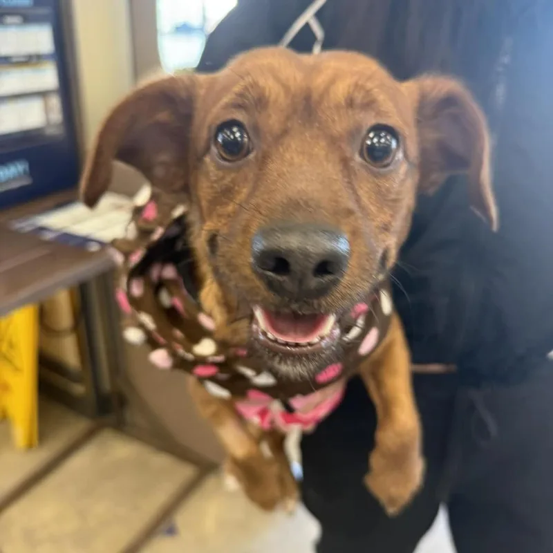 An adult small-sized female Mixed Breed dog named Moira for adoption in Long Island City, NY