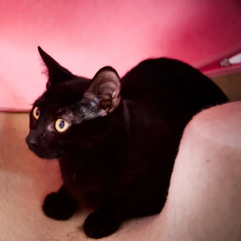 A baby small-sized female Black Domestic Short Hair cat named Cider for adoption in Forest Park, IL