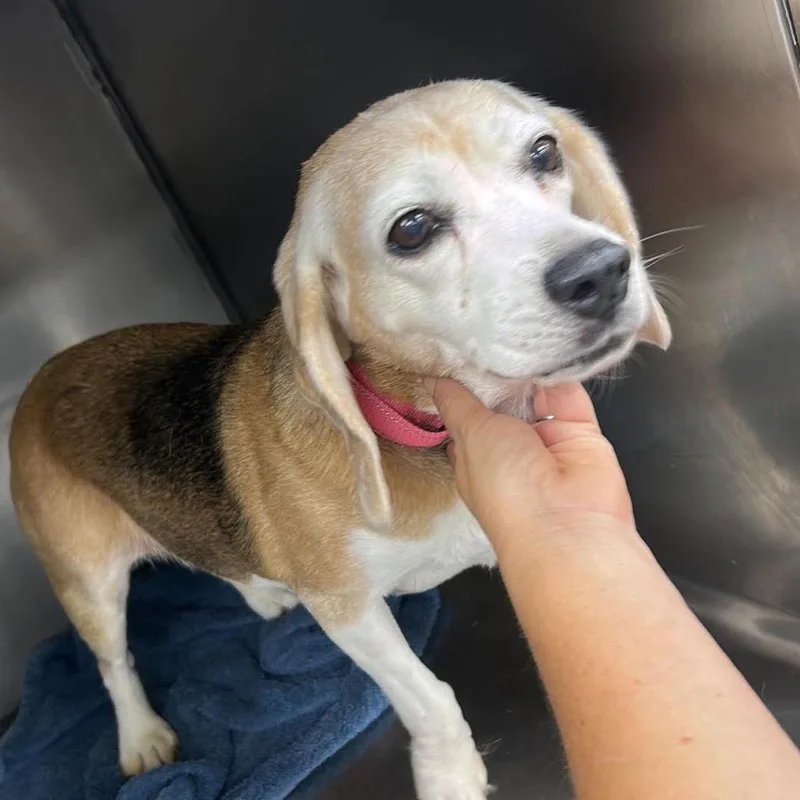 A senior medium-sized female Black Mixed Breed dog named Mary for adoption in Fredericksburg, VA