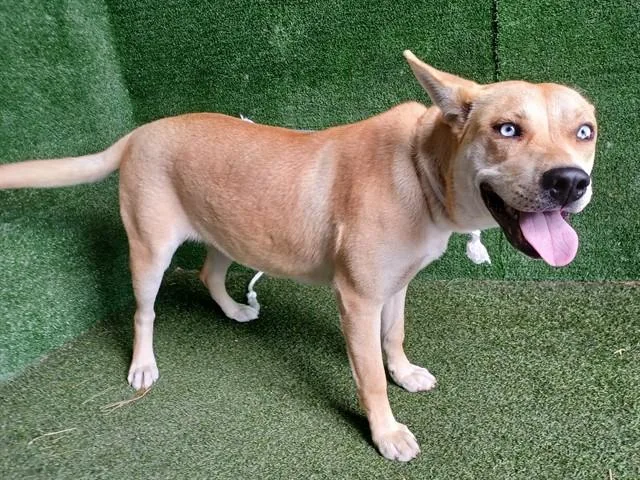 A young large-sized female German Shepherd Dog dog named Nala for adoption in Lancaster, CA