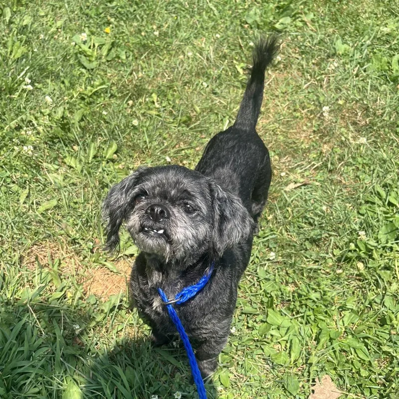 A senior small-sized male Black Mixed Breed dog named Kimball for adoption in Hinsdale, IL