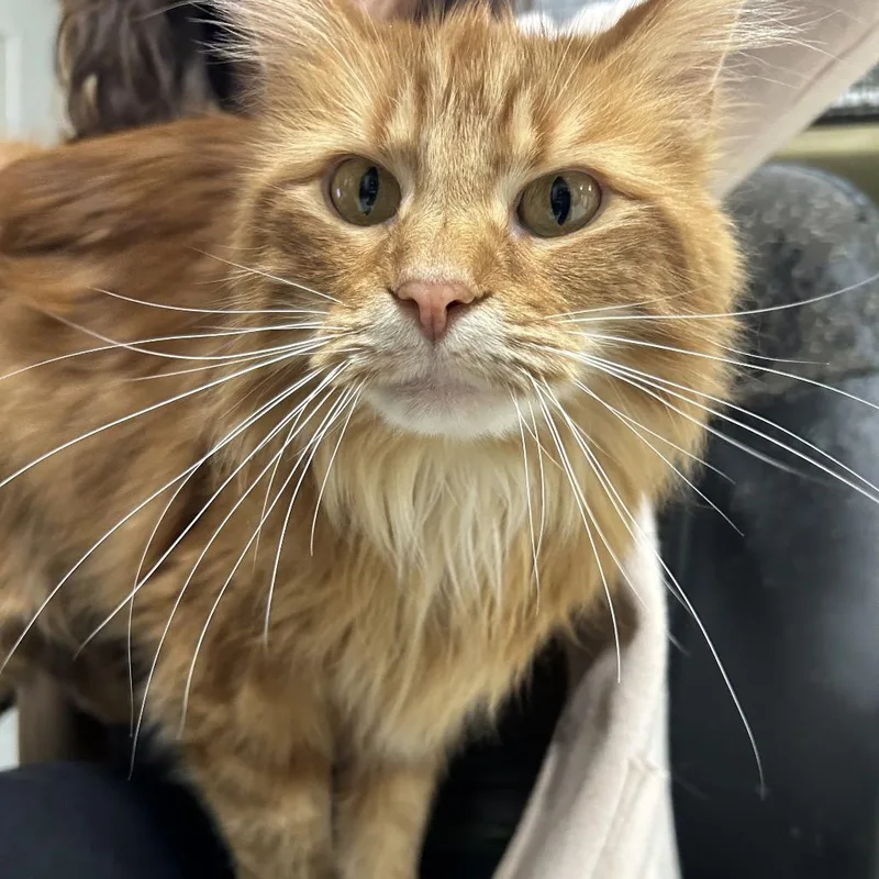 King Louie thumbnail 2