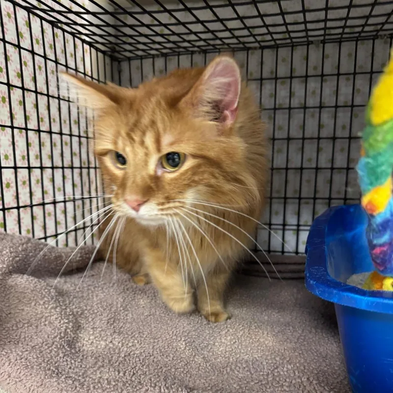 King Louie thumbnail 3