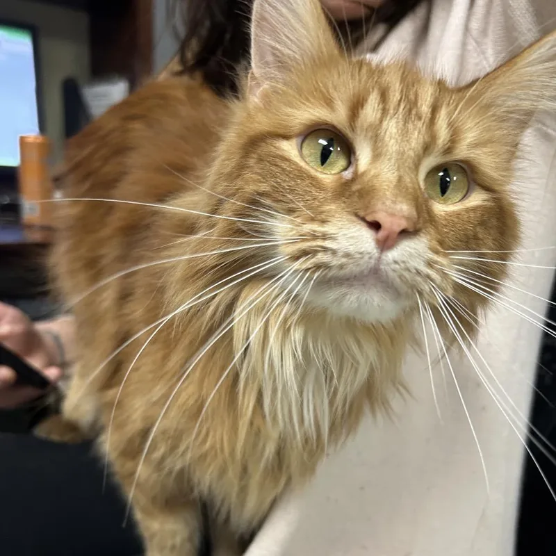 King Louie thumbnail 4