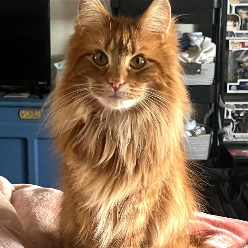 King Louie thumbnail 5