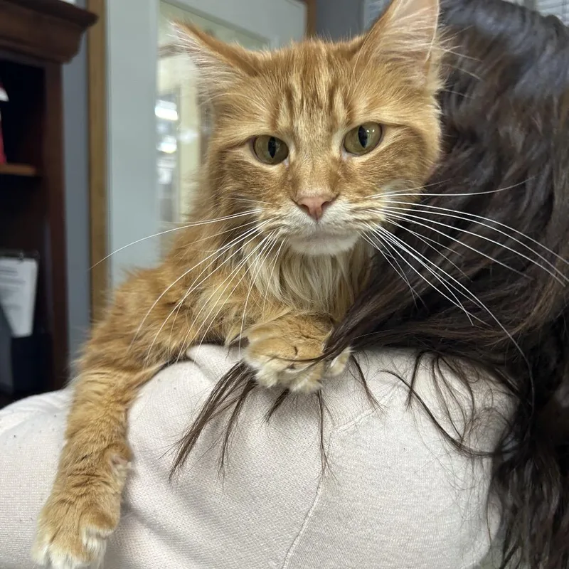 King Louie thumbnail 6