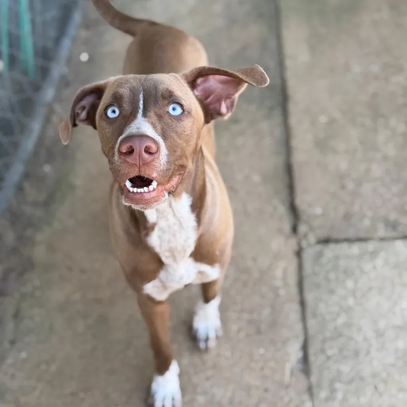 A young medium-sized female Brown / Chocolate Pointer dog named Sprinkle for adoption in Brownsboro, AL