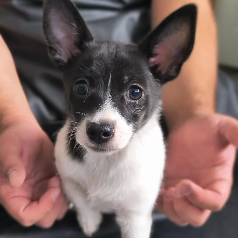 A baby small-sized male White / Cream Chihuahua dog named Ruckus for adoption in Othello, WA