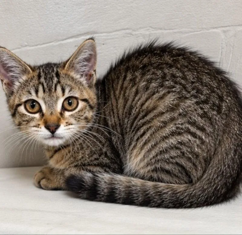 A young medium-sized male Tabby cat named Booker for adoption in Knoxville, TN