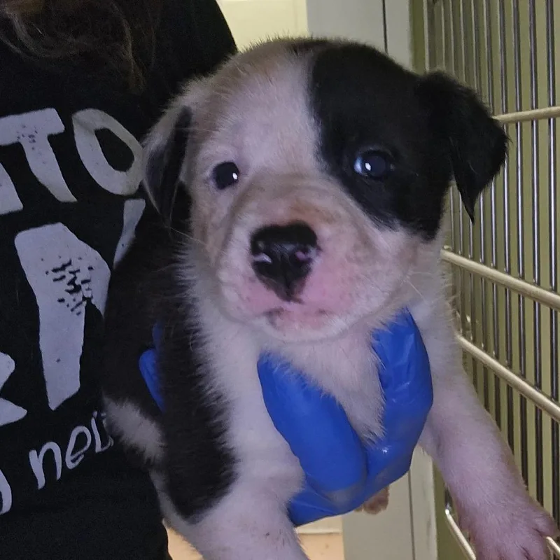 A baby small-sized female White / Cream Mixed Breed dog named Ruckus for adoption in Hamilton, GA