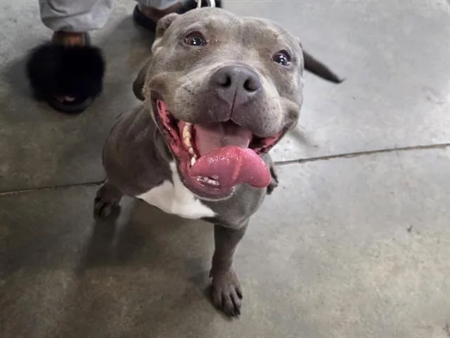 A young medium-sized female Pit Bull Terrier dog named Lilly for adoption in Panama City, FL