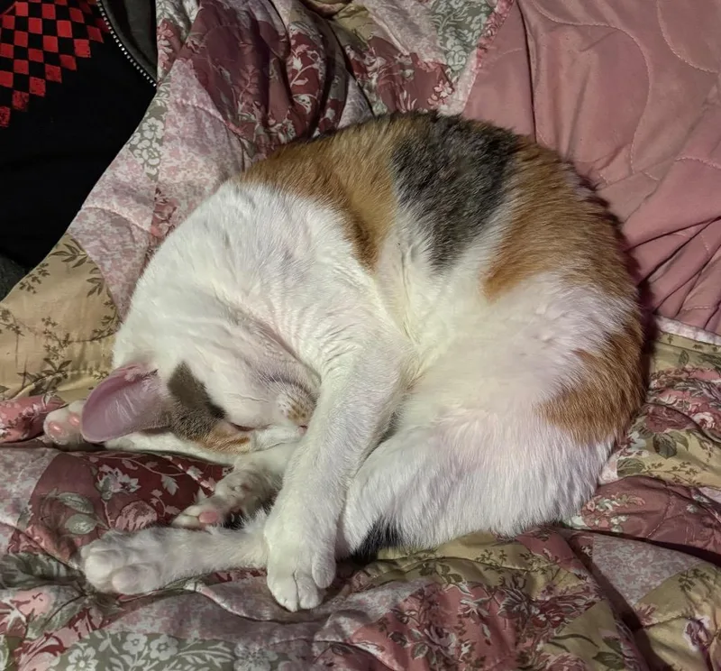 Lemon Drop thumbnail 2