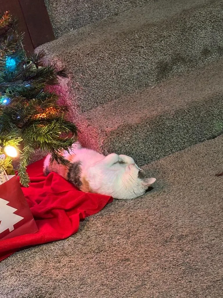 Lemon Drop thumbnail 3