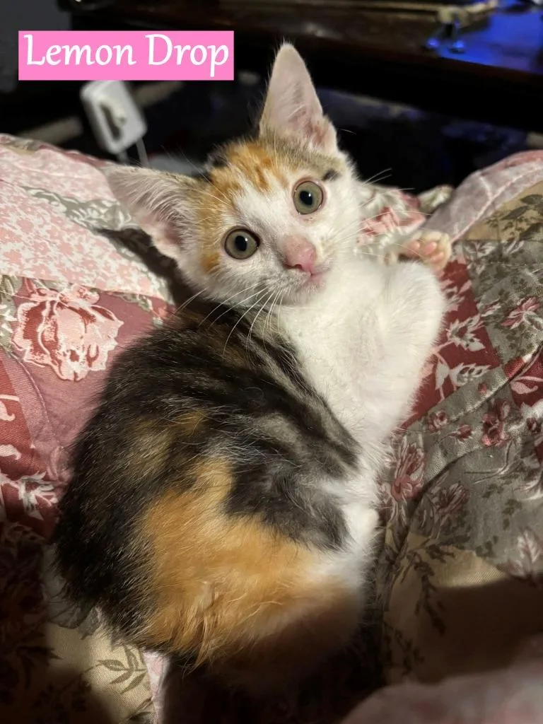 Lemon Drop thumbnail 4