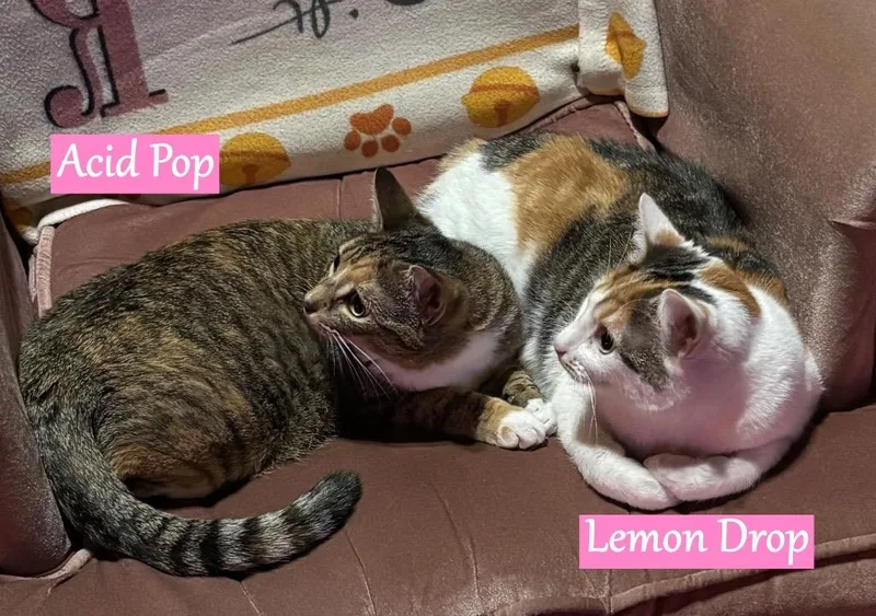 Lemon Drop thumbnail 5