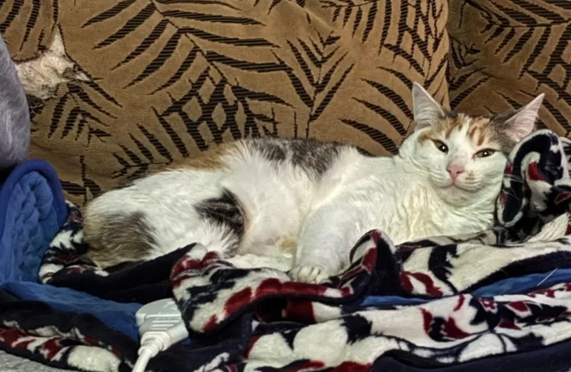 Lemon Drop thumbnail 6