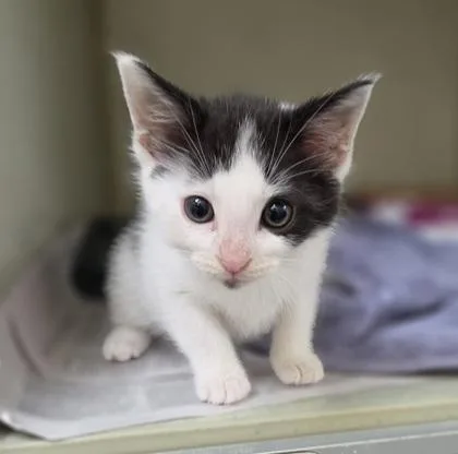 A baby small-sized male Domestic Short Hair cat named Wagyu for adoption in Westland, MI