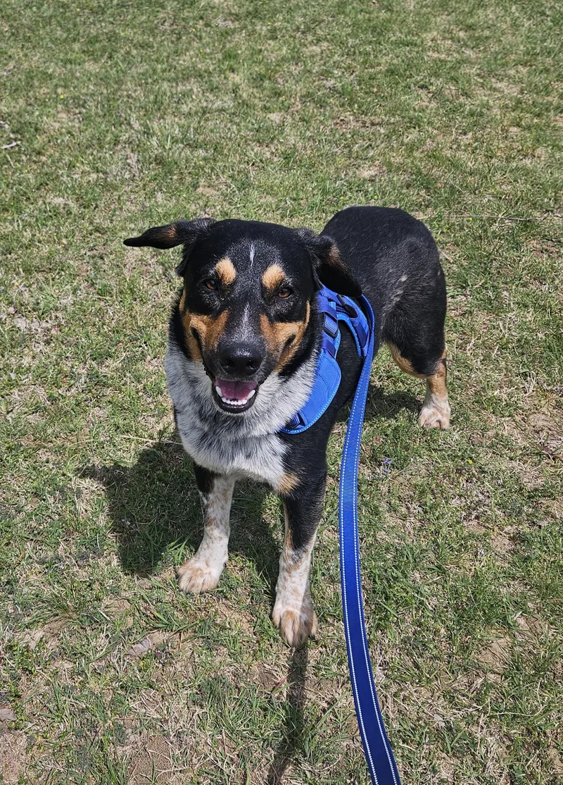 An adult medium-sized male Tricolor (Brown, Black, & White) Australian Kelpie dog named Wallie for adoption in Sherman, TX
