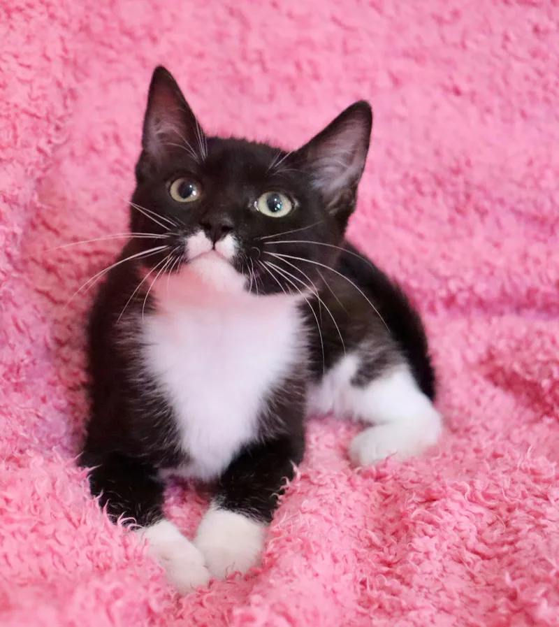 A baby medium-sized female Black & White / Tuxedo Tuxedo cat named Jasmine for adoption in Saint Augustine, FL