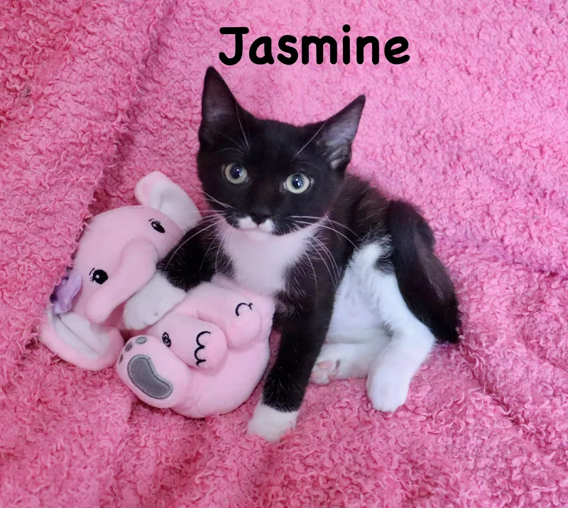 Jasmine thumbnail 5