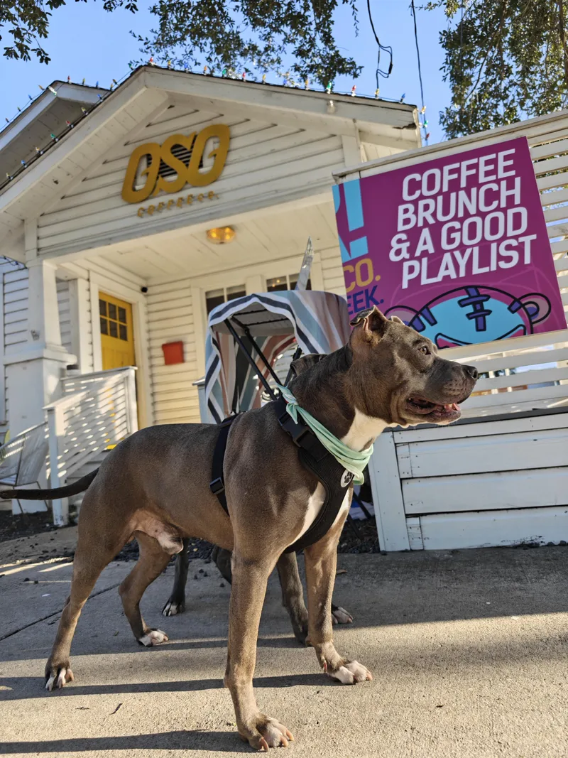 An adult large-sized male Gray / Blue / Silver American Staffordshire Terrier dog named Happy Gilmore for adoption in Houston, TX