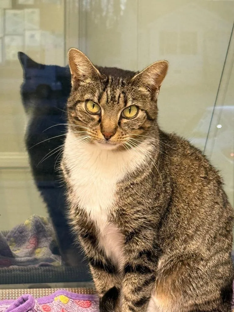 An adult medium-sized female Domestic Short Hair cat named Allie Jo for adoption in Dalton, GA