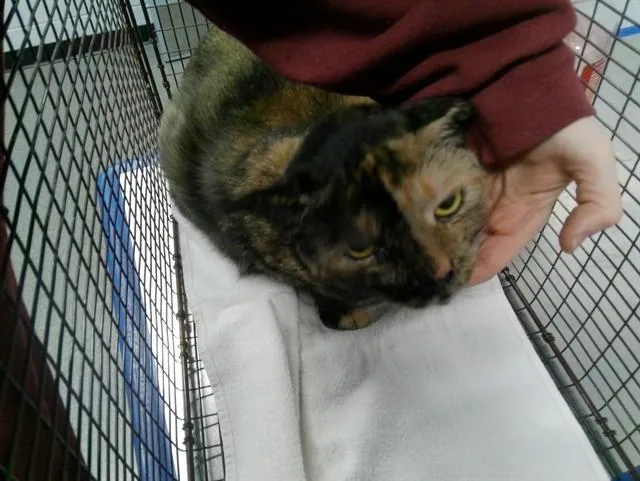 An adult medium-sized female Domestic Short Hair cat named Cali for adoption in Kalamazoo, MI