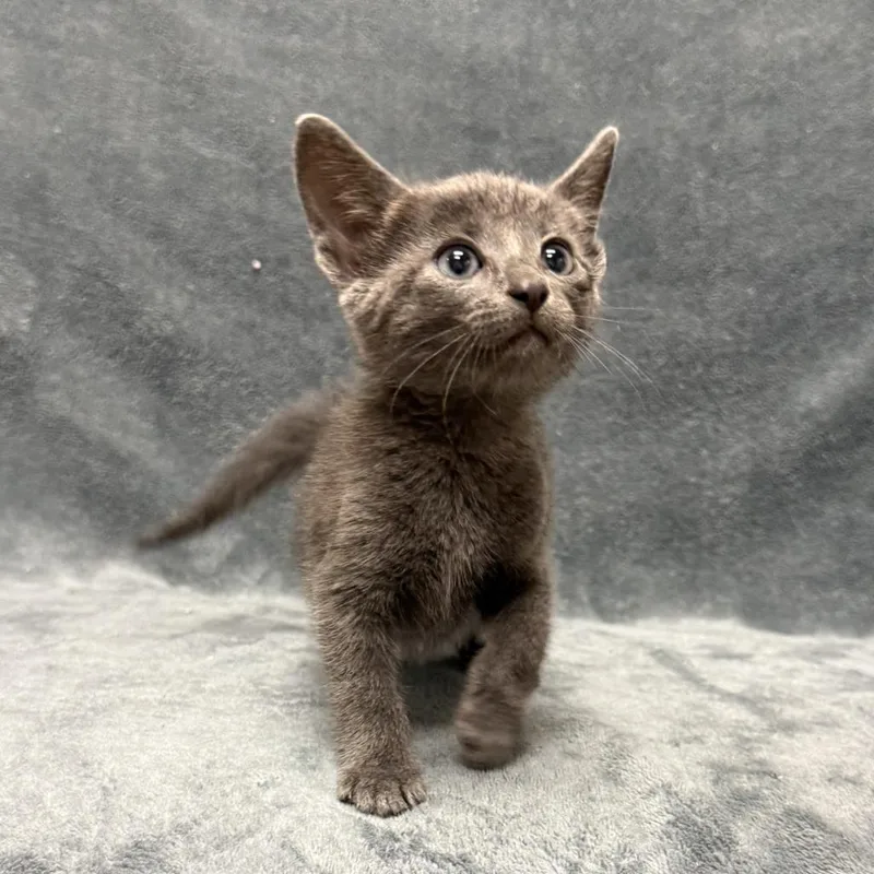 A baby medium-sized male Domestic Short Hair cat named Hordor for adoption in Brenham, TX