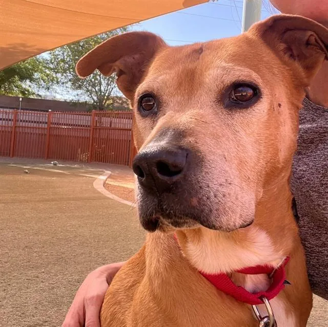 An adult medium-sized female Pit Bull Terrier dog named Lola for adoption in Las Vegas, NV