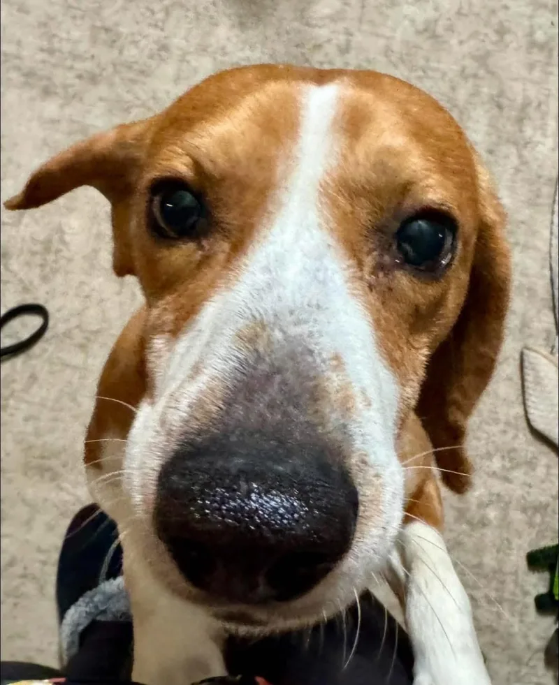 An adult medium-sized male Beagle dog named Frank for adoption in Alexander, AR