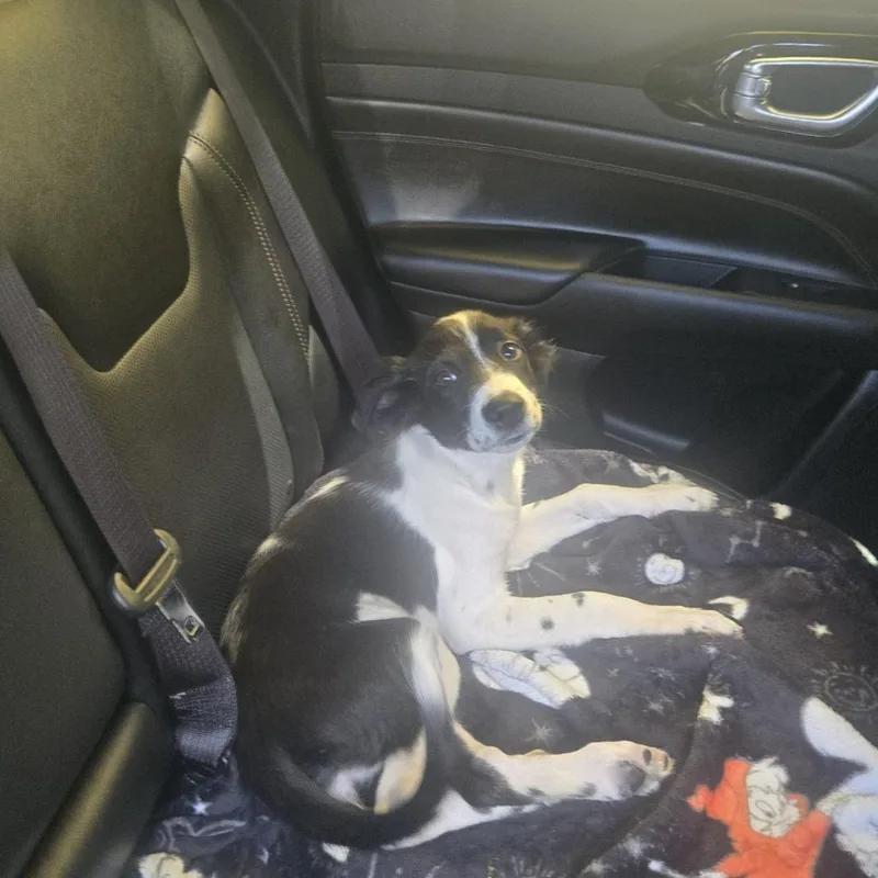 A baby small-sized female Border Collie dog named Cruella for adoption in Austin, TX