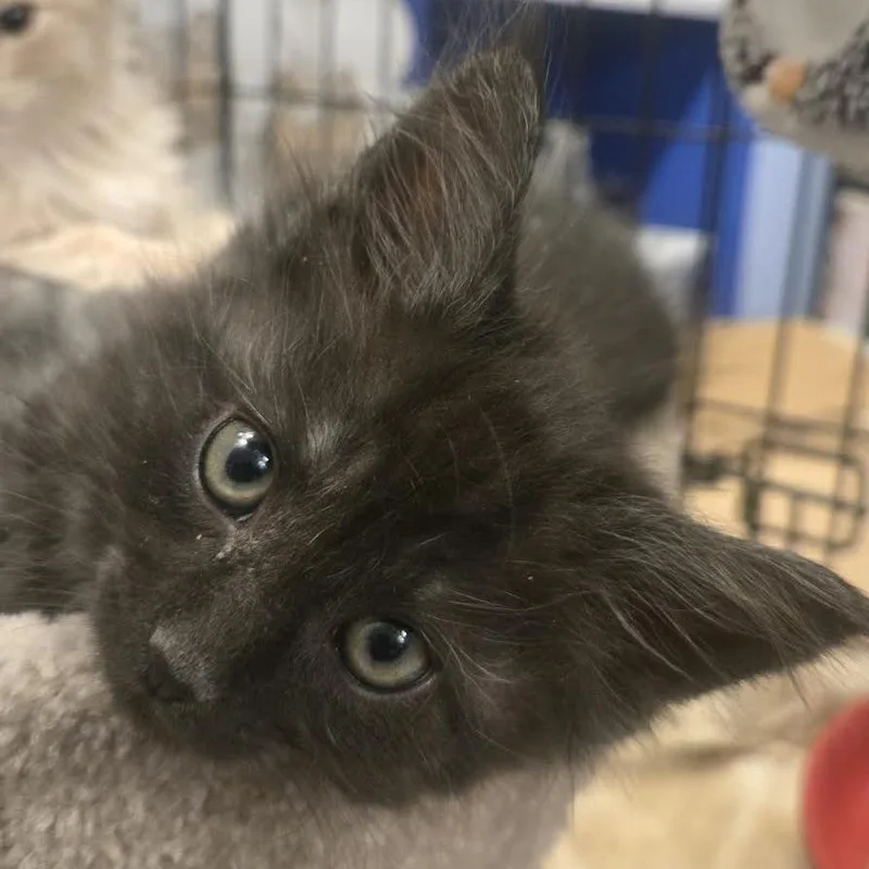 A baby small-sized male Black Maine Coon cat named Mochi for adoption in Staten Island, NY