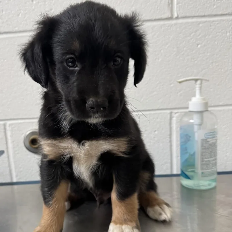 Pup