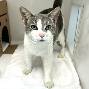 An adult large-sized male White Domestic Short Hair cat named Christopher for adoption in Novelty, OH