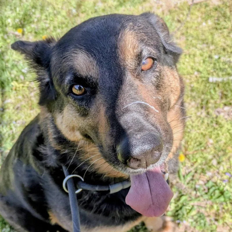 An adult small-sized male Black Shepherd dog named Steve for adoption in Jeffersonville, IN