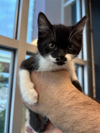 A baby small-sized female Black Domestic Medium Hair cat named Ipod for adoption in El Paso, TX